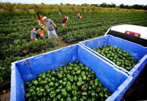 Volunteers working with Cros Ministries pick peppers during a gleaning event on a farm owned by Bedner’s Farm Fresh Market in Delray Beach on April 3, 2016. The peppers will be distributed to over 100 locations through the Palm Beach County Food Bank. (Richard Graulich / The Palm Beach Post)